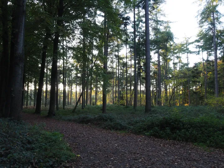 Vagevuurbos en Lippensgoed-Bulskampveld (België)